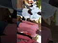 جديد نيالا يابوليس تعال امسكو صبرية والحبيب قرووش