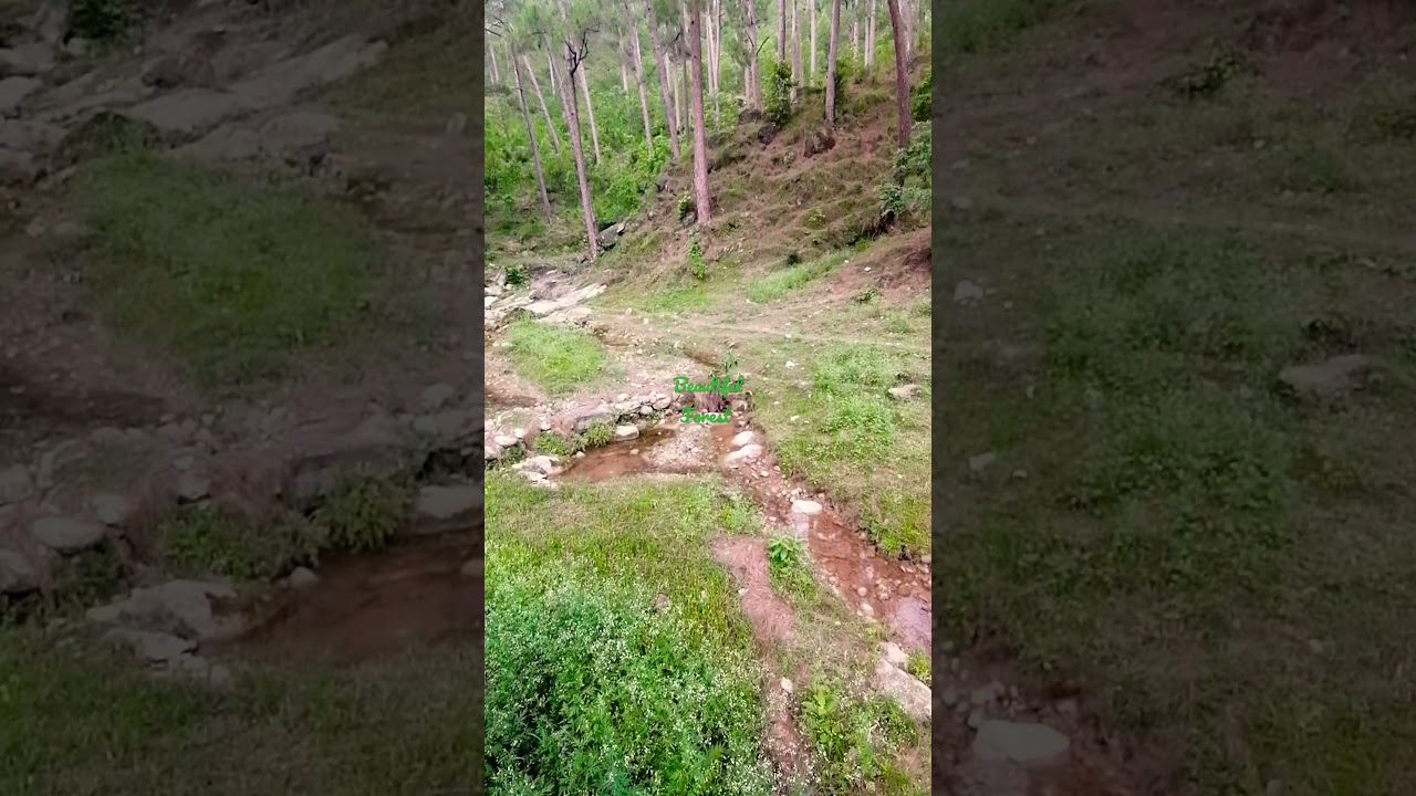 Beautiful forest of Pakistan 