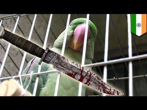 Video: Mereka Menangkap Seekor Burung Beo Yang Memberi Tahu Narco Ketika Polis Tiba