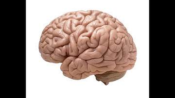 4th week: Basic neurohistology. Axon terminals. 2. Receptors