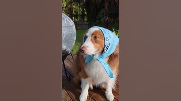 Wigglebutts and Family are safe and sound #shorts #dog