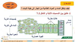 الصف السابع   العلوم   كيف تمتص الجذور الماء والمواد الغذائية؟ 2