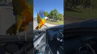 Macaw Flys Out Of the CAR into the sky! SHORTS