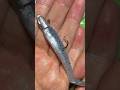 【釣り初心者の方必見！】ワームにジグヘッドをまっすぐ刺す刺し方コツ　方法