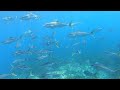 Spearfishing Coromandel - Kingfish, Sharks, Snapper and Butterfish