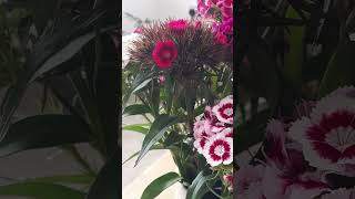 sweet  William