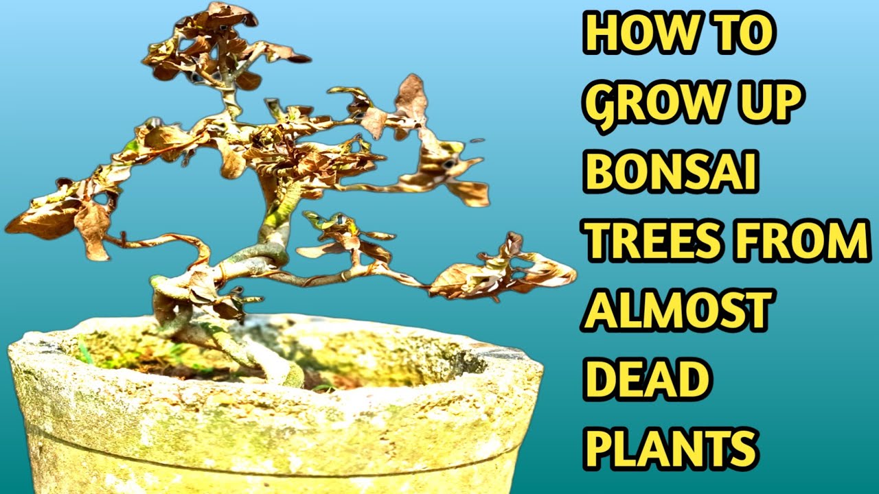 how to grow up bonsai trees from almost dead plants #bonsai is my ...