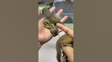 So Sánh Sóc Đất , Sóc Nhen , Sóc Bông phần 2 -  Trương Tuấn Sóc Cảnh