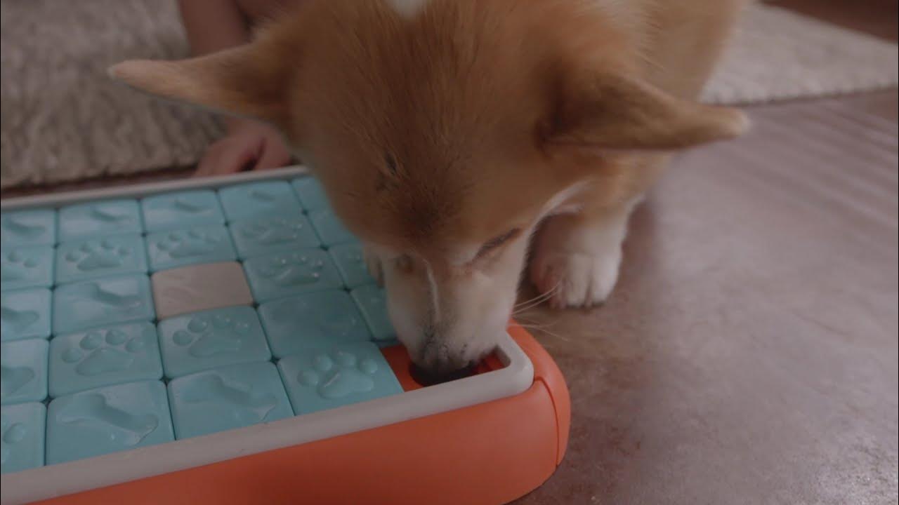 Nina Ottosson Challenge Slider by Outward Hound YouTube