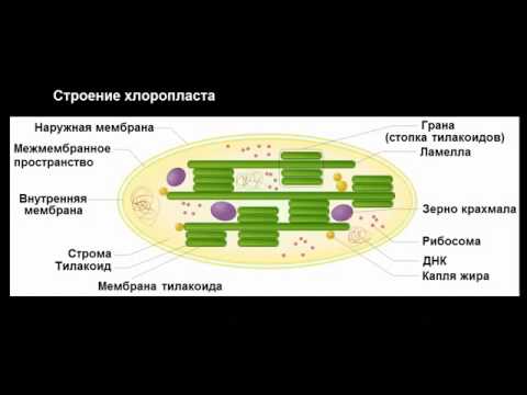 Строение клетки  митохондрии, пластиды