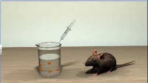 CBSE Class 12 Biology, Molecular Basis of Inheritance – 4, Search for Genetic Material