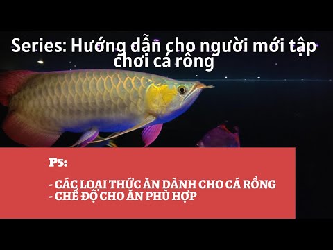 Video: Rụng tóc xung quanh khuôn mặt trong chó