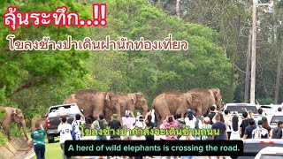 Ep 520 ระทึก..! โขลงช้างป่าข้ามถนน เดินฝ่านักท่องเที่ยว#wildlife#เขาใหญ่ #elephant #ช้างป่า #nature