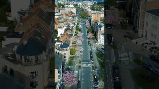 Rush 583 Woluwe Saint Lambert cherry blossoms