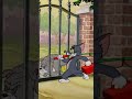 Tom And Jerry Shorts Shortvideo Kids Children Mbc3 