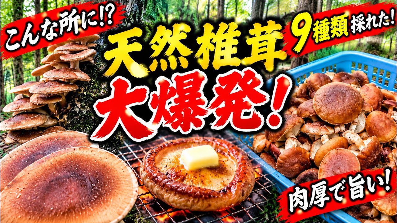 I went after wild Maitake mushrooms and found 8 varieties! The