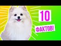 10 ФАКТОВ О СОБАЧКЕ ЭЛИС