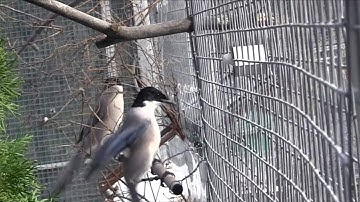 Azure-winged magpies cooperate to get food