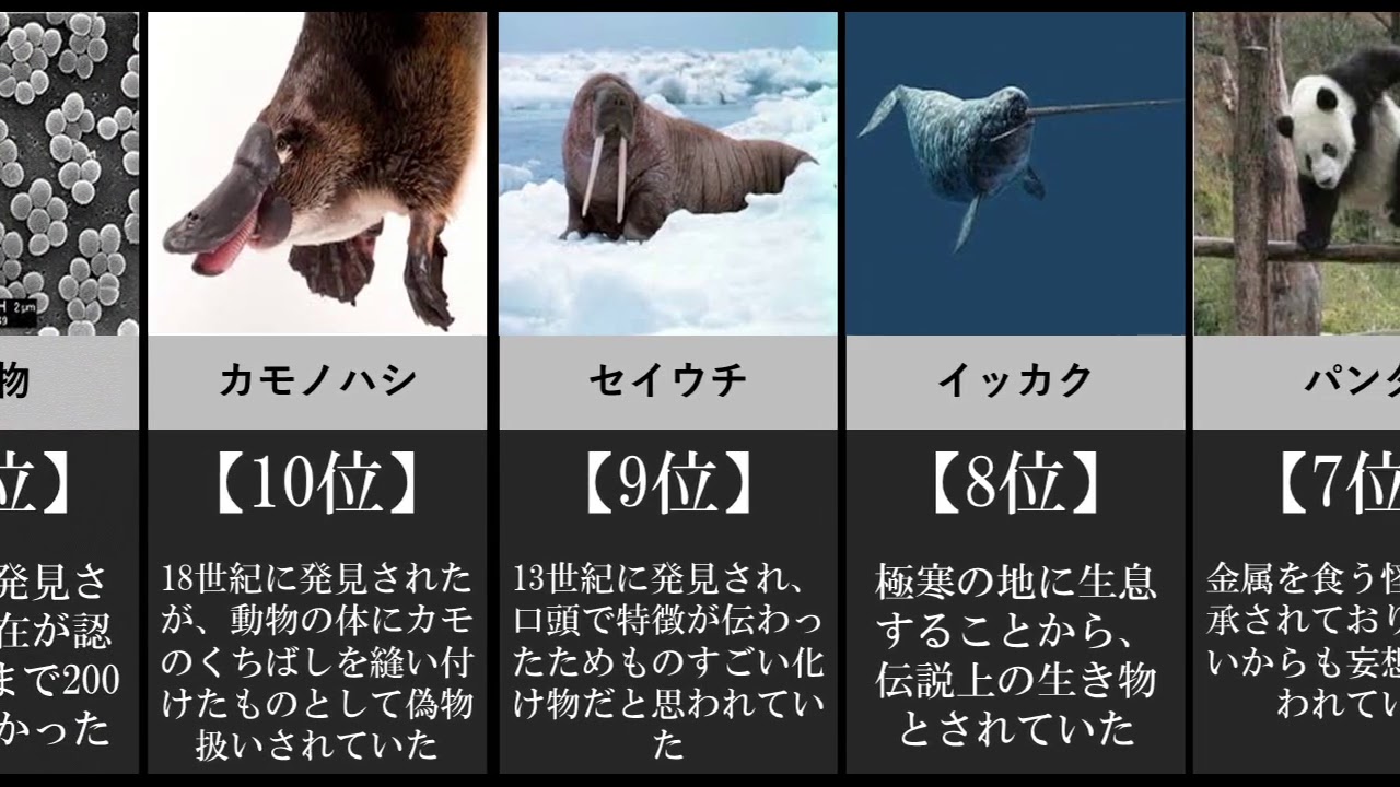 Uma 実在した未確認生物ランキング Youtube