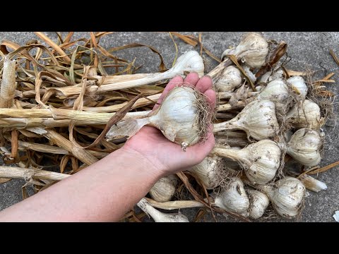 Как сохранить чеснок до следующего урожая без потерь!