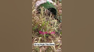 tiếng quốc moi trống tự chơi
