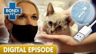 Curious Kitten Swallows USB Cable | Bondi Vet Full Episode | Bondi Vet