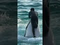 ハグ回転!シャチ "ルーナ&新人シャチトレーナー"鴨川シーワールド シャチショー※2024.03.30 / Kamogawa SeaWorld killerwhale・orca show
