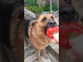 полинина вкусеяшка🫑 #овчарка #dog #собаки #dogvideo #немецкаяовчарка #собака #домашниеживотные #дом