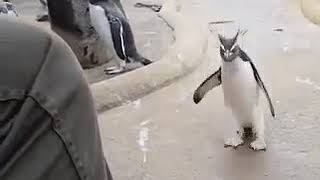 пингвин прыгает