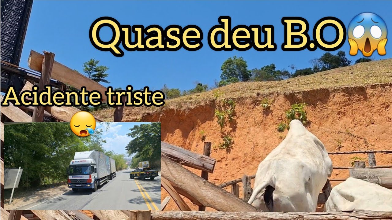 Vaca quebra porteira !😱😱😱