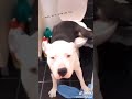 Dogs tiktok compilation