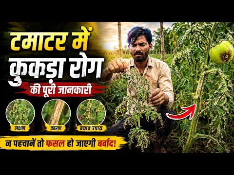 टमाटर में कूकड़ा रोग: पत्तियां क्यों सिकुड़ती हैं? पहचानें और बचाव करें | tamatar ki kheti