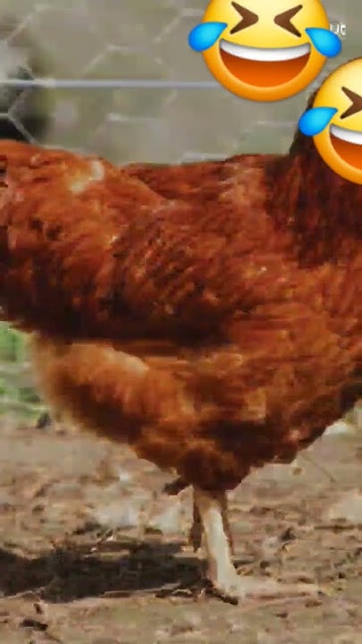 5 Years Of Waiting Ends Now: Kfc'S Legendary Return! - t9wlczz