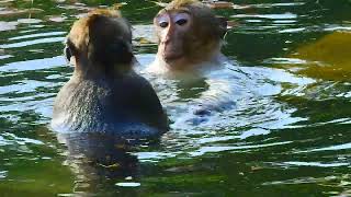 Oh, this is really wonderful! I am grateful to you for your generosity by Baby Monkey 177 views 2 weeks ago 4 minutes, 24 seconds