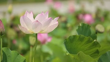 تلاوة بصوت حسن منسي من سورة التوبة الآيات (93-110)