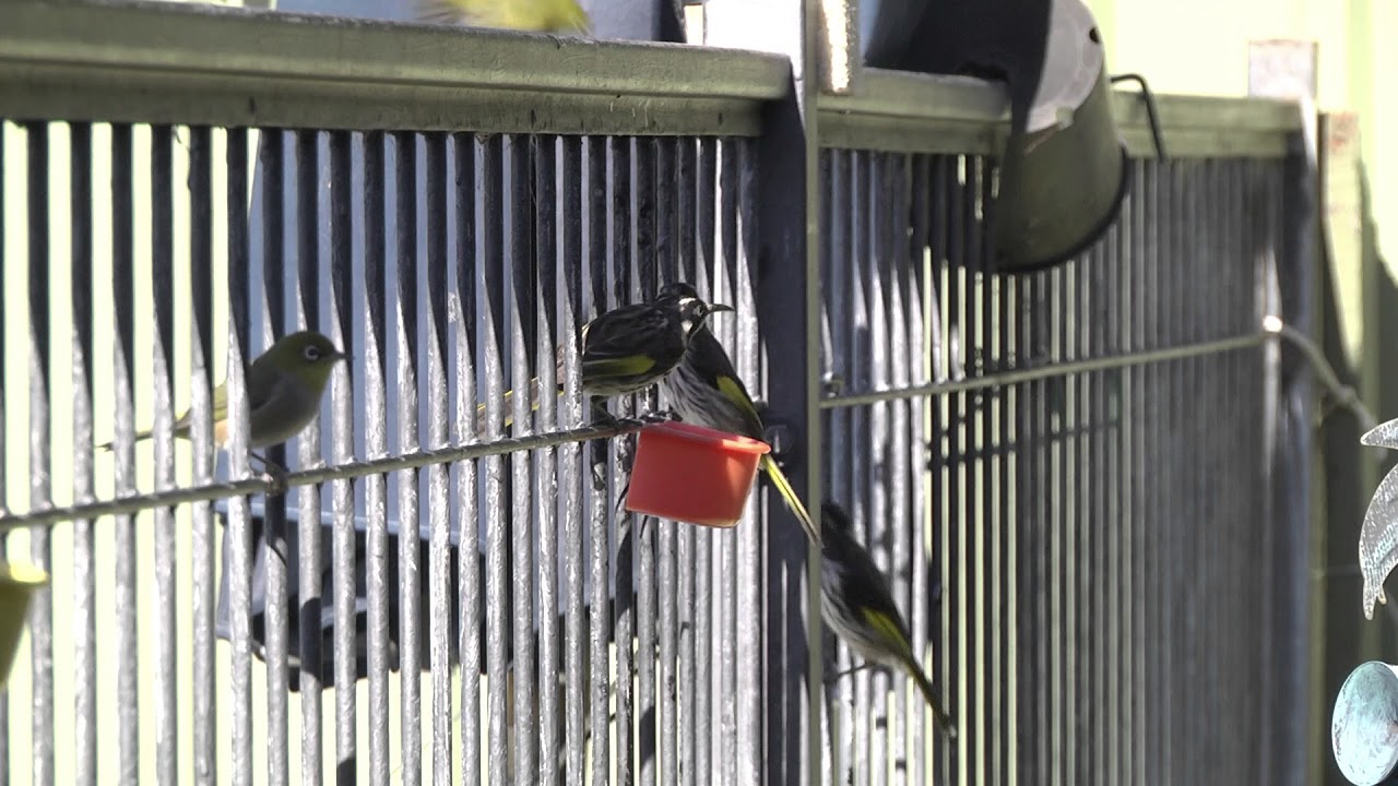 Battling Aussie birds at a nectar feeder 