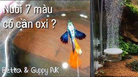Nuôi cá 7 màu có cần sủi oxi không, lợi ích và hạn chế của sủi oxi