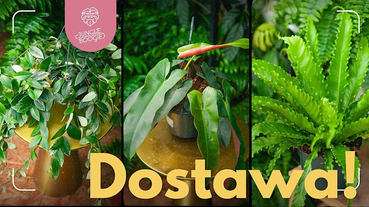 Ostatnia WAKACYJNA DOSTAWA i Nocne Targi Roślin 🌴🌴🌴