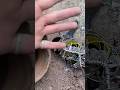 find jewellery in treasure hunt | #shorts #gold #treasure