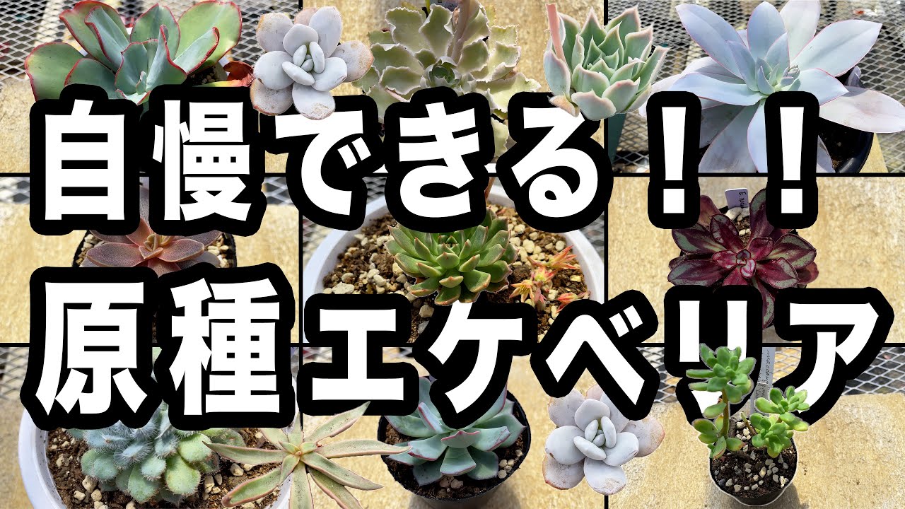 原種を収集はじめました】新品種を作るため買い集めたエケベリア品種を