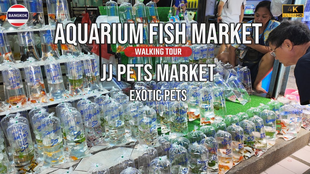 🇹🇭 4k Chatuchak Aquarium Fish Market | Biggest Pet Market in Bangkok