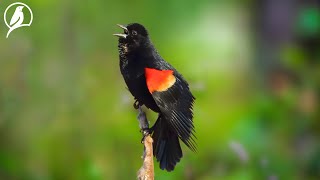 Singing Birds - Chirping Birds, Natural Sounds Dispel Fatigue, Heal The Soul by Amazon Tropical 552 views 7 days ago 24 hours