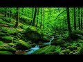 Forest River Sounds White Noise for Sleeping 💧 Natural Water Sounds for Relaxation & Meditation
