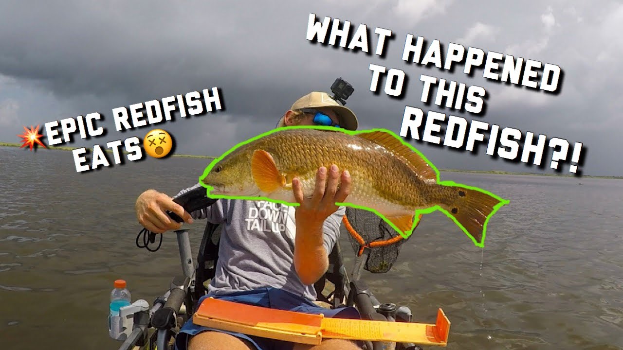 Louisiana Kayak Fishing Sight Casting Redfish at PAC Kayak Rentals YouTube