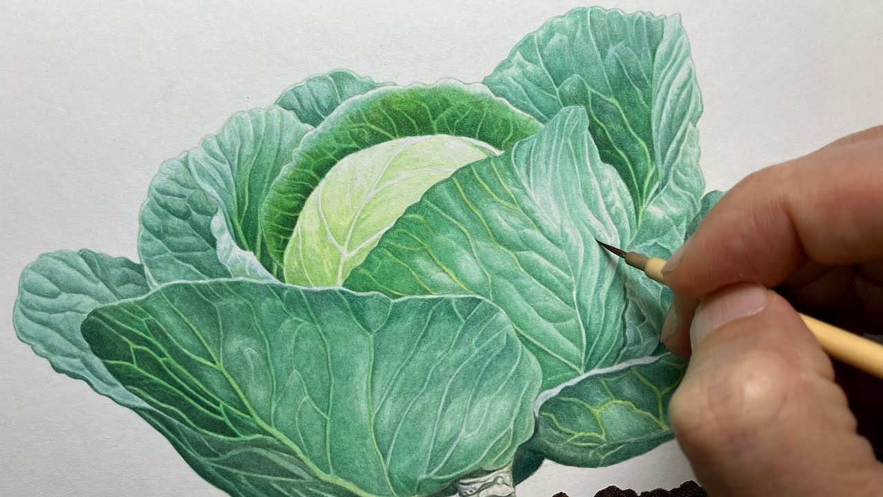 キャベツを描く】 Paint cabbage and roots / Time lapse 67 - YouTube