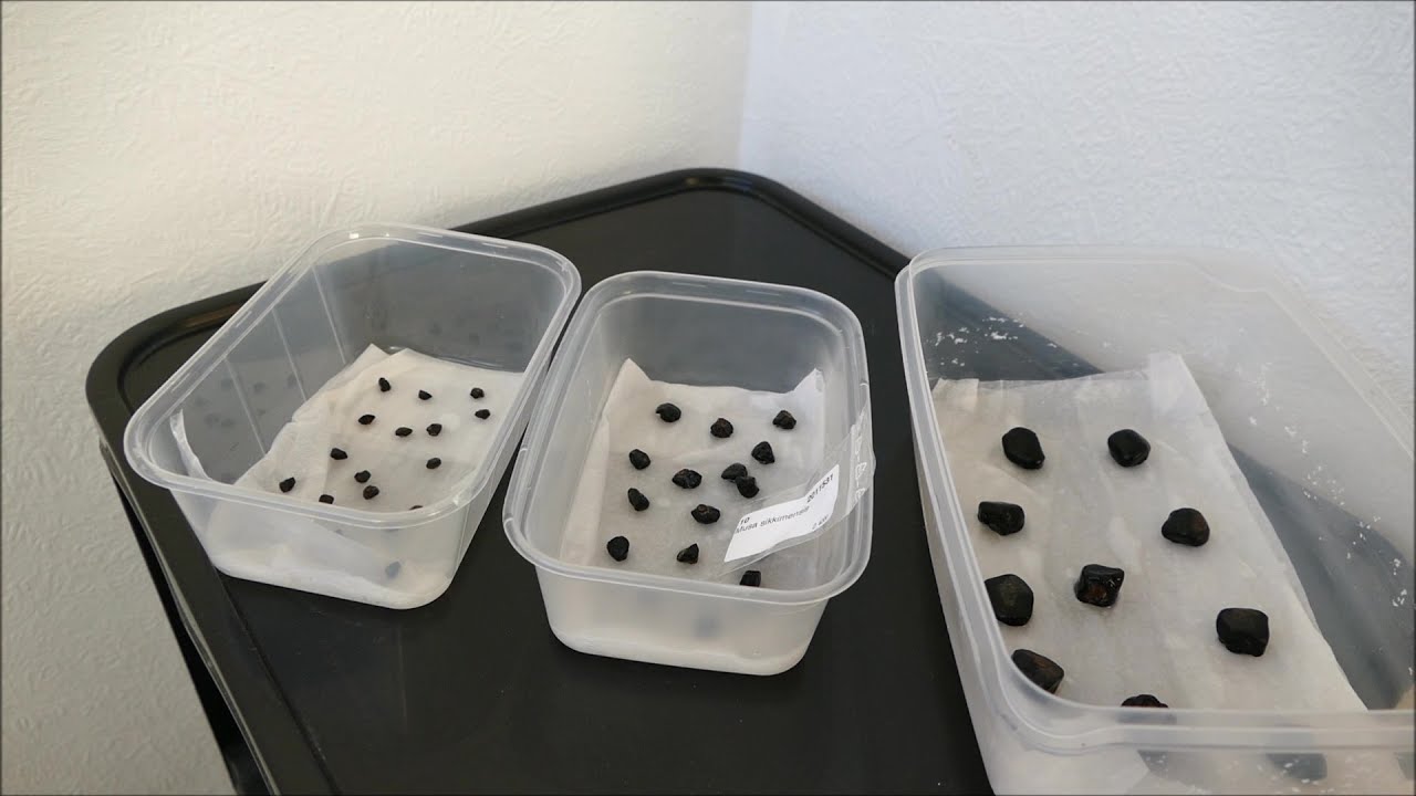 Trying To Grow Banana Plants From Seed