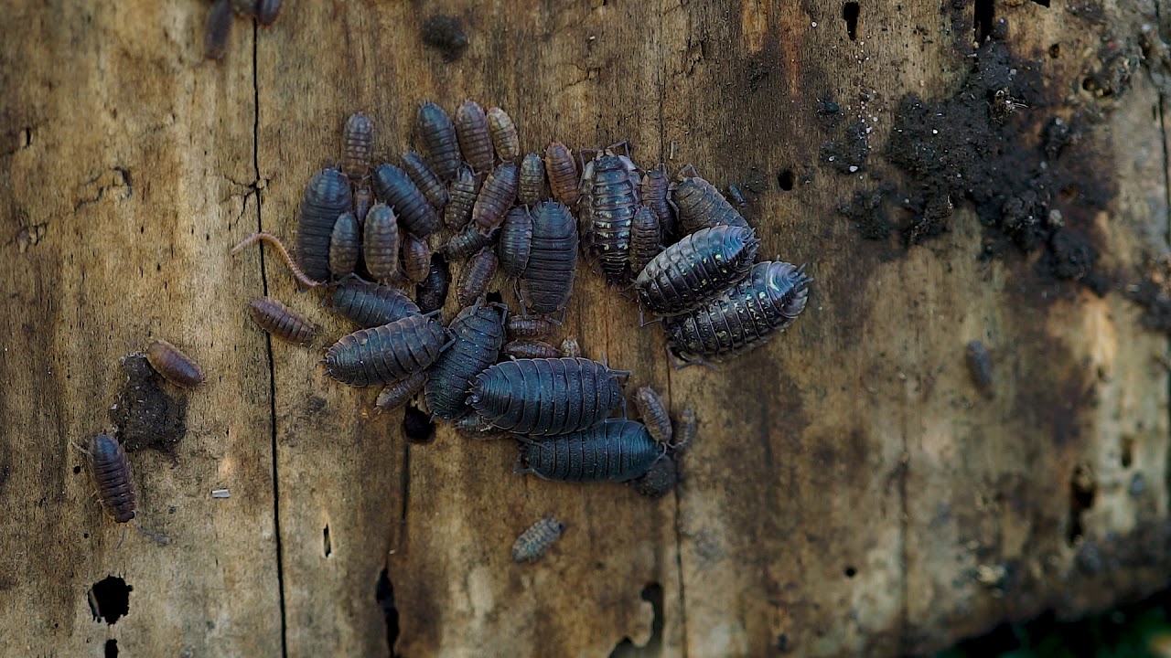 På landet 401. Gråsuggor. 1 minut.