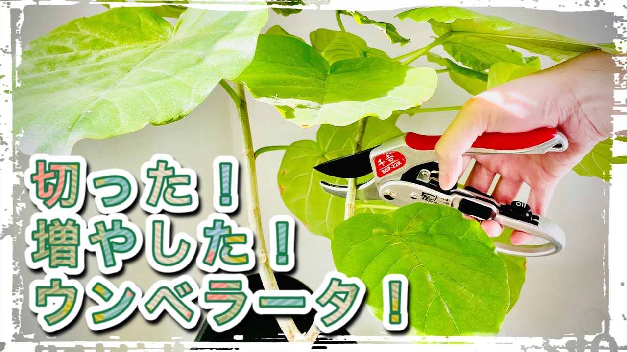 ウンベラータの挿し木（持ってる人は簡単に増やせます！）