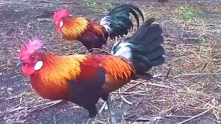 MANTAP...!! TERLIHAT JELAS AYAM HUTAN JANTAN DI DEPAN KAMERA