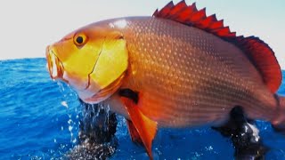 SPEARFISHING PHILIPPINES || RED BASS || UNEXPECTED MOMENT || CALAYAN DAY 0.5!